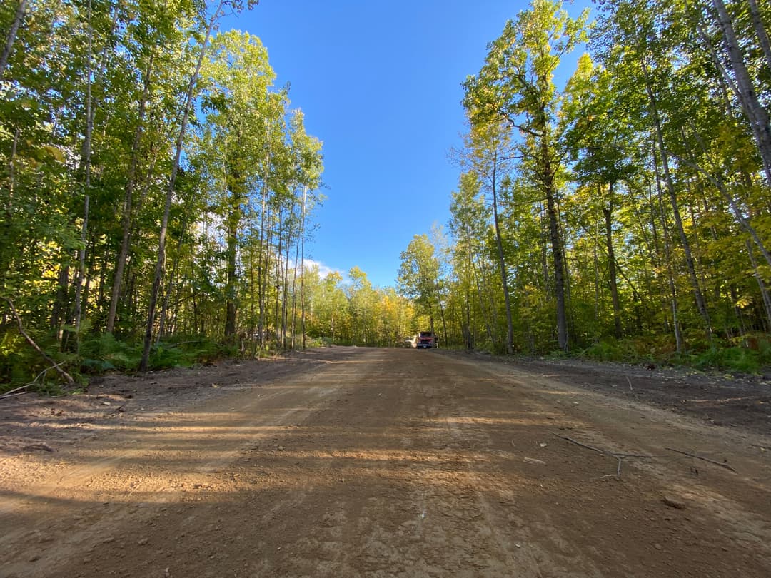 Dirt road through a forest with tall trees under a clear blue sky.