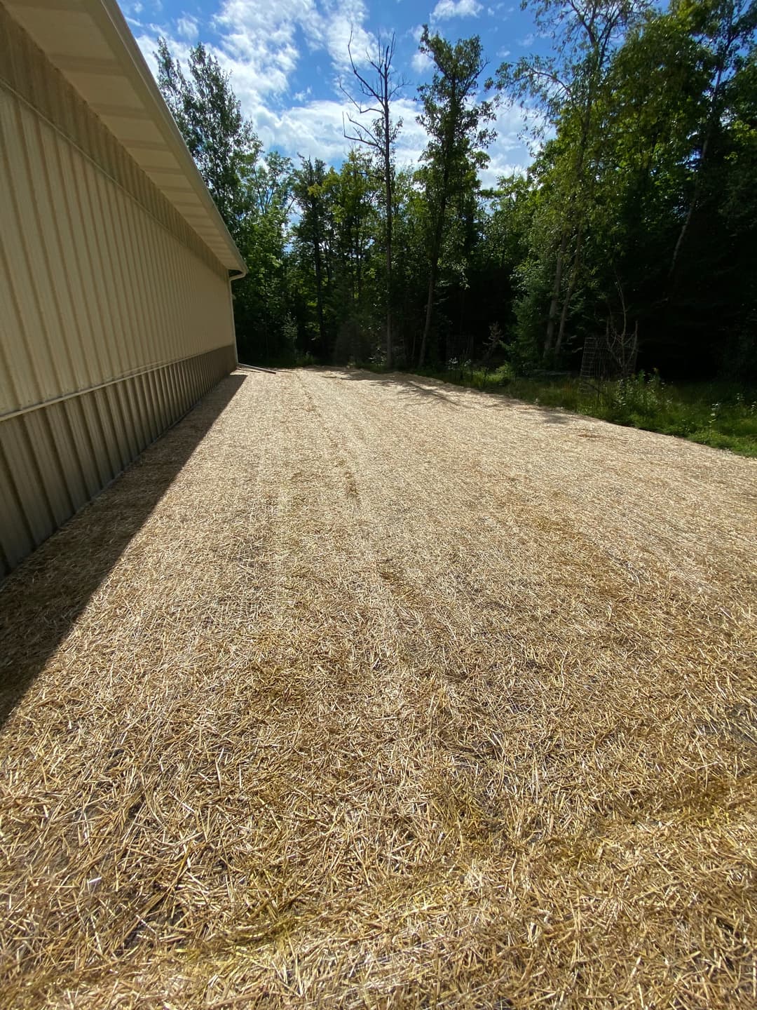 Sunlit area with straw covering near a building and trees in a forested setting.